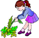 Girl pulling weeds
