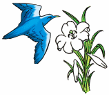 Bluebird and lilly
