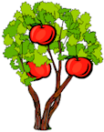 apple tree