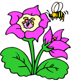 bee and flower